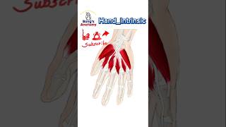 38 HandIntrinsic anatomy bones drawing illustration art muscles [upl. by Enisaj]