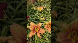 flowerpower flowering flowers flower gardens floweringplants plantpower rebel plants [upl. by Nnairrek]