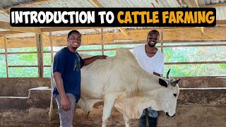 How To Start a Profitable Cattle Farm as a Beginner in 2024 A Step by Step Guide cattlefarming [upl. by Nahgiem918]