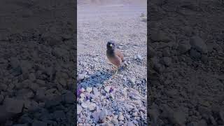 Bolny wali maina bird maina myna bird talking shehziichaudhary [upl. by Erelia]