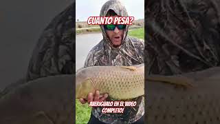 pastapostapesca pastaposta pescaria fishing carpfishing pesca bigfish bigcarp [upl. by Zsa761]