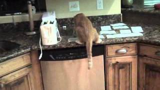 How to keep cats off the counter [upl. by Constantin679]