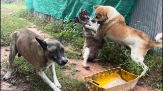 Brown dog fight with friends when eat food [upl. by Lerud929]