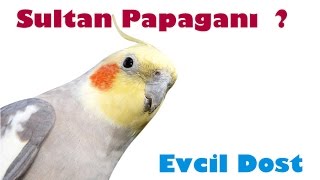 Sultan Papağanı Özellikleri  Papağan türleri [upl. by Haymo]