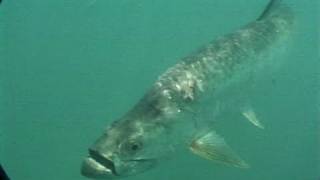 Everglades Inshore Grouper Fishing Bridge Tarpon Fishing Florida Keys [upl. by Dnomyaw]