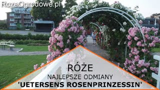 Róża parkowa UETERSENS ROSENPRINZESSIN® [upl. by Onaled]