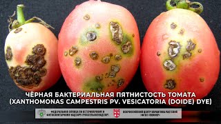 Чёрная бактериальная пятнистость томата Xanthomonas campestris pv vesicatoria Doide Dye [upl. by Can]