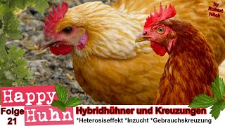 E21 Spannendes über Kreuzungen Hybridhühner Heterosiseffekt und die moderne Tierzucht  HAPPY HUHN [upl. by Noswad920]