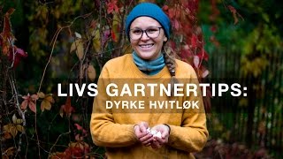 Slik dyrker du hvitløk [upl. by Eidur]