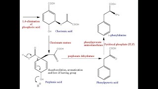 Shikimate Pathway l Biosynthesis of Aromatic amino acids l Mechanism l Structures l Significance [upl. by Dollie443]