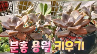 홍용월 키우기 amp 분갈이  Graptopetalum paraguayense repotting Korean succulent plants 다육이를부탁해 [upl. by Noroj]