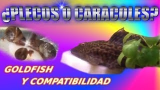 GOLDFISH Y COMPATIBILIDAD  PLECO O CARACOLES  DIARIO DE UN ACUARIO [upl. by Valentina]