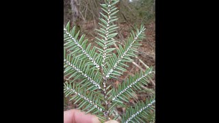 How to Treat Hemlocks for Hemlock Woolly Adelgid [upl. by Monica953]