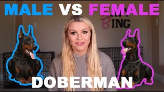 MALE VS FEMALE DOBERMANS  which one is better [upl. by Lexi]