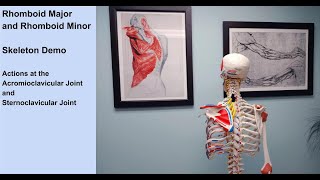 Actions of Rhomboid Major and Minor Demonstrated on a Skeleton [upl. by Bonnes]