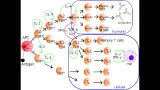 Helper T Cell  Th1 Cell amp Th2 Cell [upl. by Yasnyl298]