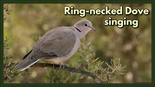 RINGNECKED DOVE singing in the early morning [upl. by Ydde]