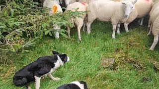 Gathering flock of Cheviot sheep off the Glens of Antrim with my sheepdogs Murray amp Nan [upl. by Vanhook]