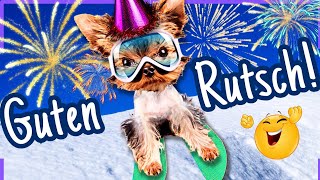 GUTEN RUTSCH ins neue Jahr 2024 🍾 Tierisch lustige Grüße zum Teilen 🥳 [upl. by Nohtahoj]