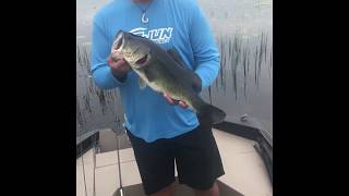 Lunker Release  Lacassine Pool Louisiana [upl. by Nyletac]