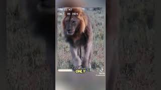 The lion king was attacked by a black mamba wildanimalsanimals foryou [upl. by Roze14]