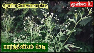 Parthenium Hysterophorus Tamil  Plant Side Effects  Allergy  Grass இந்த செடியை பிடுங்கி போட்ருங்க [upl. by Allit]