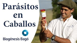 ¿Cómo desparasitar caballos  Biogénesis Bagó [upl. by Ybok]