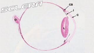 Sclera  Sub ENG   Anatomy and Histology part 1 [upl. by Nihs388]