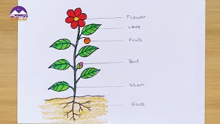 how to draw a plant  draw parts of plant  plant drawing [upl. by Alurta]