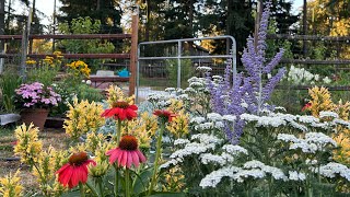 Russian Sage Yarrow Coneflowers and Agastache In The Perennial Cut Flower Garden [upl. by Ecaidnac673]