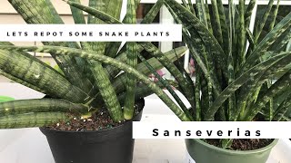 Repotting Sandys Snake Plants  Sanseveria Cylindrica Starfish amp Fernwood Mikado [upl. by Durr]