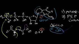 Biochemistry  PEP Carboxykinase Mechanism [upl. by Adorl]