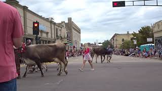 🐄Brown Swiss Cows Leading 2022 Cheese Days Parade [upl. by Deana]