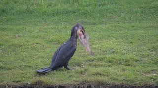 Iets te ambitieuze aalscholver  Zelf Geschoten  Vroege Vogels [upl. by Nnod]