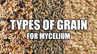 The Different Grain Types for Mushroom Spawning [upl. by Aivyls]