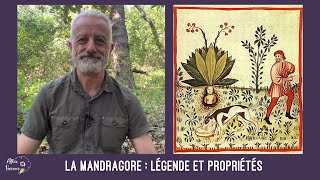 La mandragore  légende et propriétés [upl. by Huxham767]