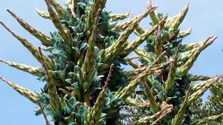 The Plant Traveller Puya berteroniana Bromeliads [upl. by Asilana]