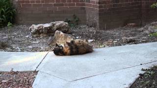 My calico Manx cat rolling around outside Ends with a bang [upl. by Caine]