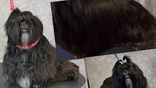 Grooming Guide  Grooming a Full Coated Shih tzu 64 [upl. by Lyndsay553]