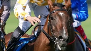 Golden Slipper G1  Rosehill LADY OF Camelot [upl. by Gerc219]