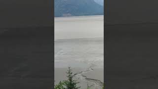 Turnagain Arm Bore Tide part 3 alaska nature [upl. by Mcmurry]