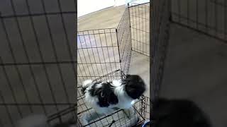 Smart Dog Escapes Cage Brilliantly [upl. by Kenley]