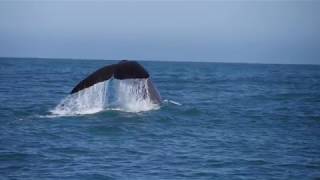 Whale Watch Kaikoura  Marine Experience 30 secs [upl. by Boswall305]