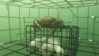 South Puget sound Crabbing from a pier in Tacoma [upl. by Loomis419]