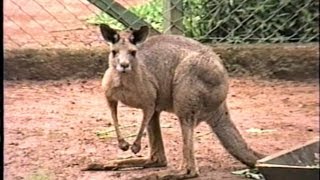 CANGURU MACROPUS GIGANTEUS EASTERN GREY KANGAROO Marsupiais ZOO de SÃO PAULO [upl. by Poole]