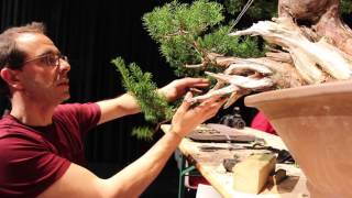 Bonsai demo by David Benavente [upl. by Renferd623]