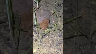 Female Fowler’s Toad [upl. by Bevan]