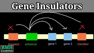 Gene Insulators  Enhancer Blocking Insulators  Transcription Regulation By Enhancers [upl. by Burne182]