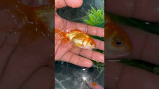 Golden fish is very powerful 🐠🦈😟  fishlovers viralshort viralvideo fishlove [upl. by Inig]