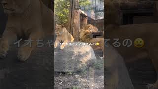 202493【旭山動物園】オリトファミリー続きます！オリトさ～ん甘える相手間違えてない？🤣フウちゃんもパパ大好き😁イオちゃんの知らんぷり顔が😂旭山動物園 ライオン オリトファミリー [upl. by Thirzi491]